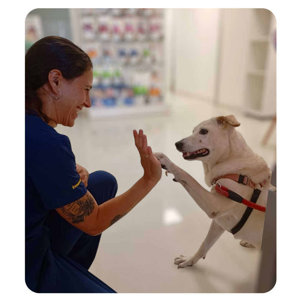 Hospital Veterinario Sevilla Hospital Veterinario Sevilla