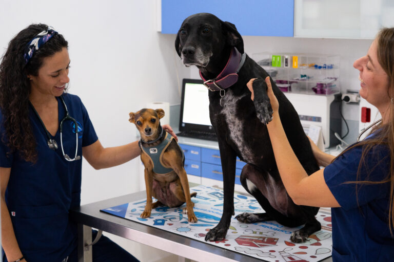 Hospital Veterinario Sevilla 24 horas Hospital Veterinario Sevilla 24 horas