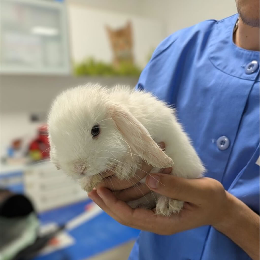 Servicios Veterinarios Sevilla