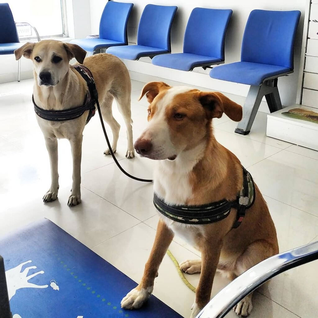 Servicios Veterinarios Sevilla